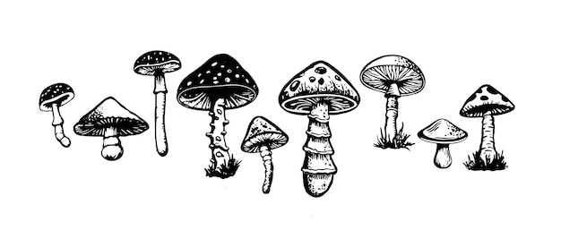 Mushrooms set hand drawn illustrations vector