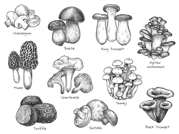 mushrooms sketchs set