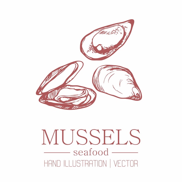 Mussels. Vintage style. Hand drawing.