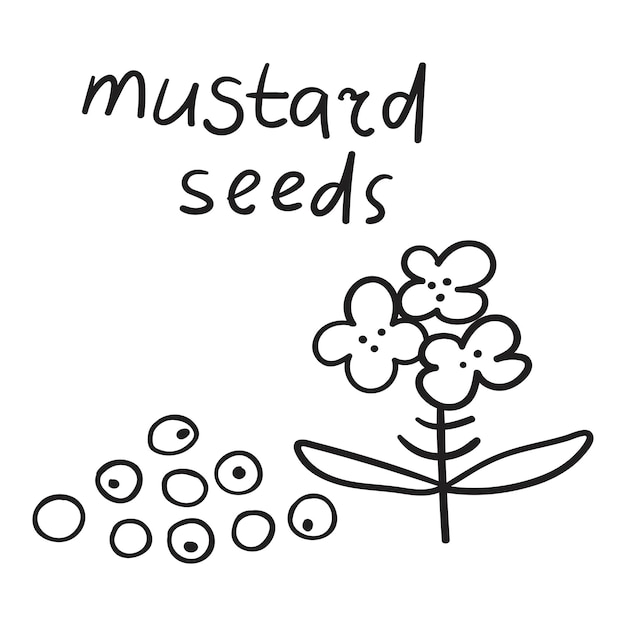 Mustard seeds. Outline illustration on white background.