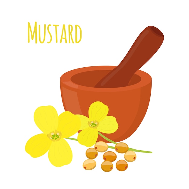 Vector mustard, seeds with mortar, pestle