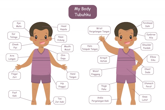 "My body parts" bilingual vocabularies design for children. Cute African American boy in purple underwear.