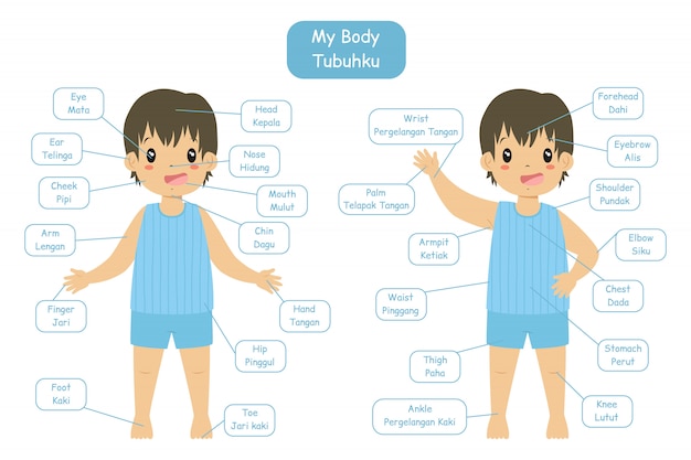 "My body parts" bilingual vocabularies design for children. Cute boy in blue underwear.