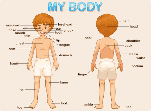 my body