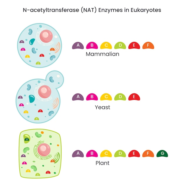 N-acetyltransferase (NAT) enzyme activity in different species