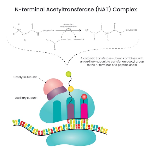 N-terminal Acetyltransferase NAT Complex vector illustration diagram