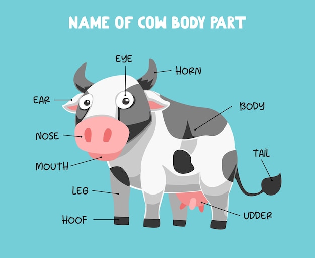 Name of cute cartoon cow body part for kids in english