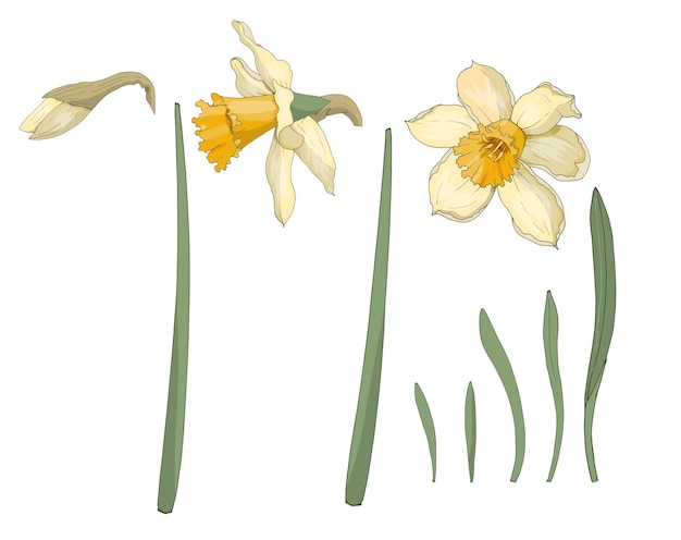 Narcissus. Close-up. Spring flowers. Set of flowers, leaves, bud of narcissus. Multi-colored image. Decor element. illustration.