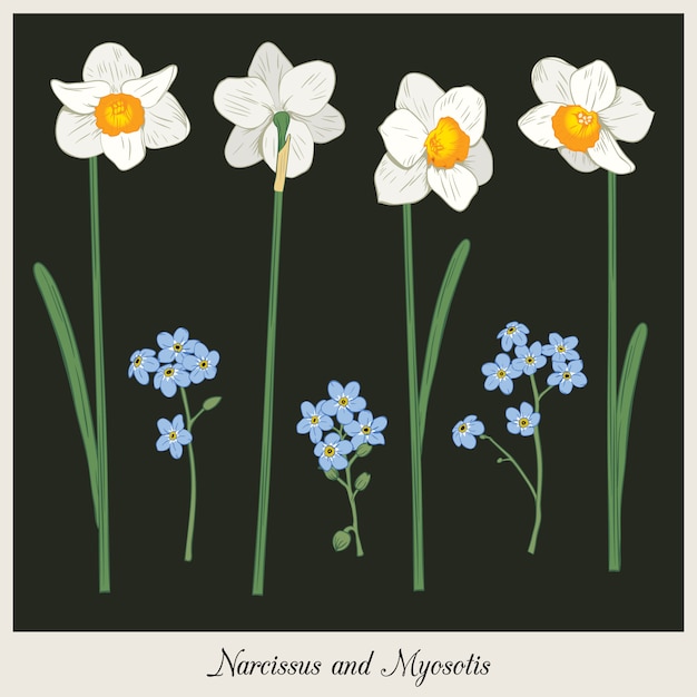 Narcisus and myosotis