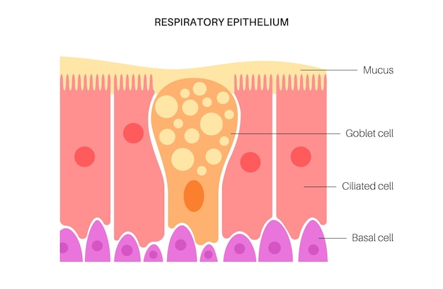 Nasal epithelium