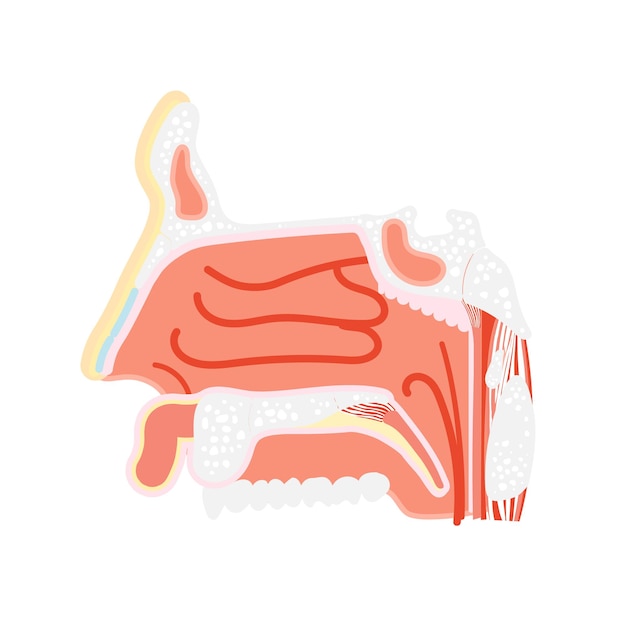 nasal vestibule cavity nose anatomy internal organs body part nervous system