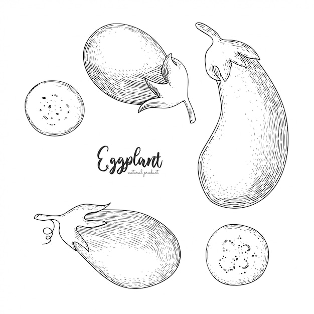 Natural food for farmers market.  eggplant hand drawn illustration. Contour outline style.