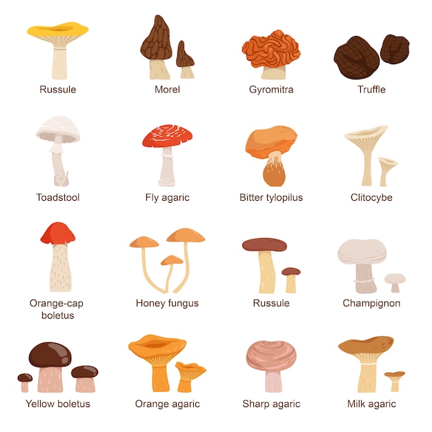 Natural fresh food. Different mushrooms. Truffles slippery chanterelle and others. 