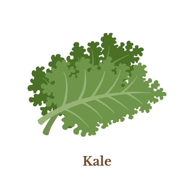 Vector natural organic vegetable kale illustration