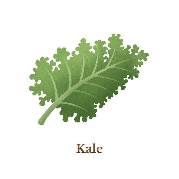 Vector natural organic vegetable kale illustration