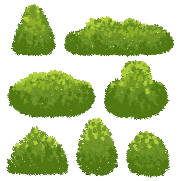 Nature hedge, garden green bushes. 