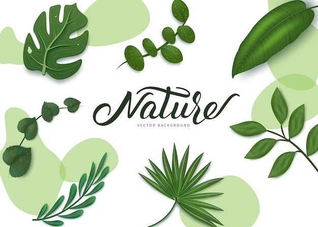 Nature vector background. Nature vector background text with leaves element like monstera and palm.