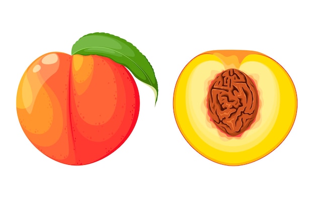 Nectarines on a white background. Whole and half fruit. Cartoon design.