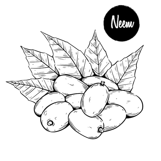 Neem illustration with sketch style Hand drawing medical plant neem leaf and fruit