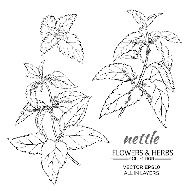 Nettle plant vector set on white background