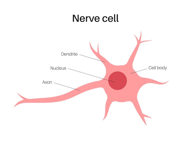 Vector neuron anatomy poster