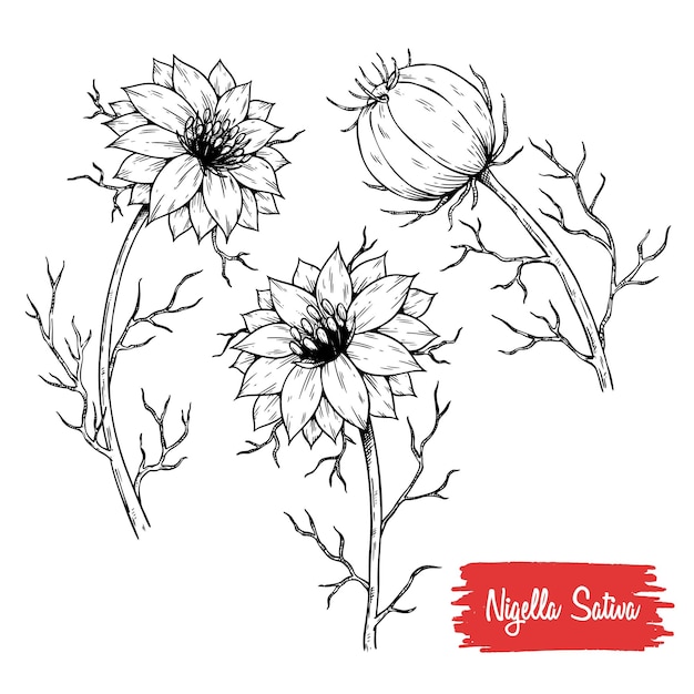 Nigella sativa vector drawing Black cumin isolated illustration Hand drawn botanical flower branch