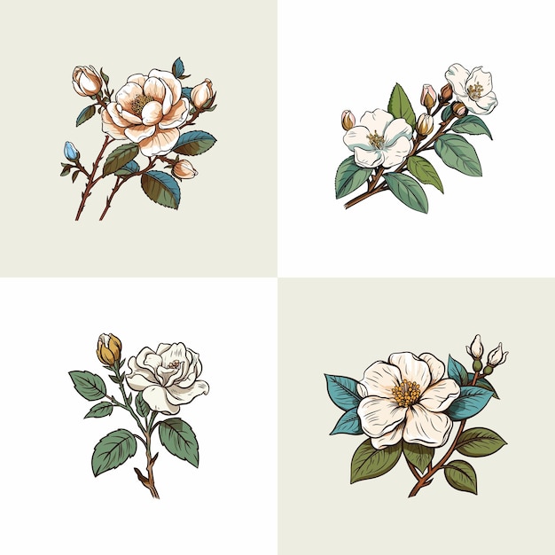 noisette rose vector clip art illustration