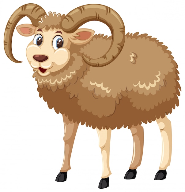 Norfolk Horn sheep on white background