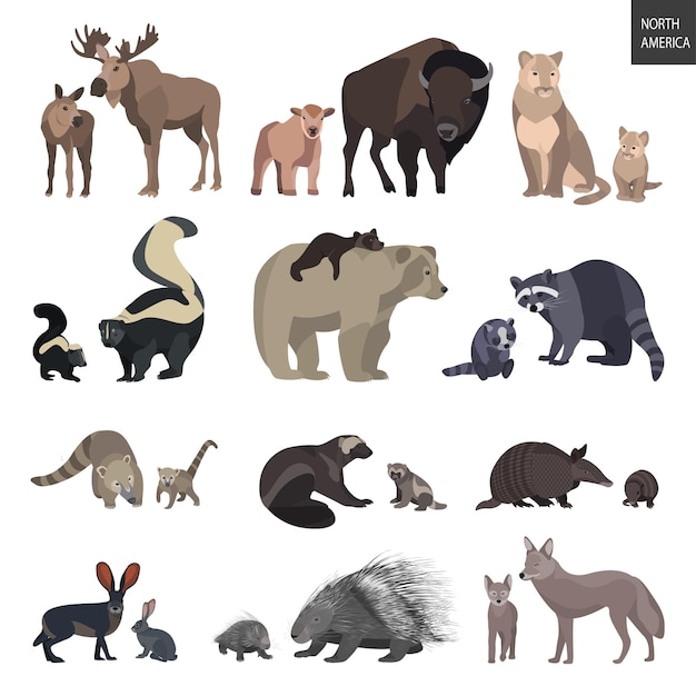 North American animals set