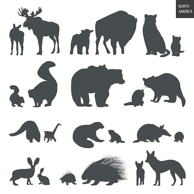 North American Animals