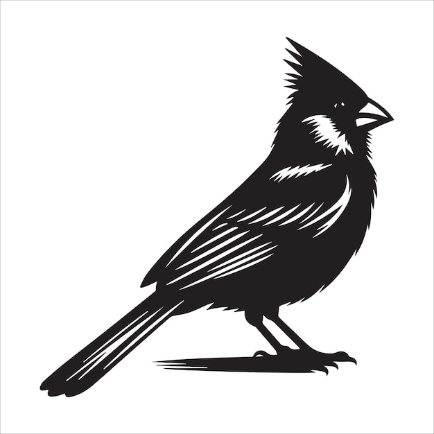 A Northern cardinal bird standing proud Vector illustration in black and white