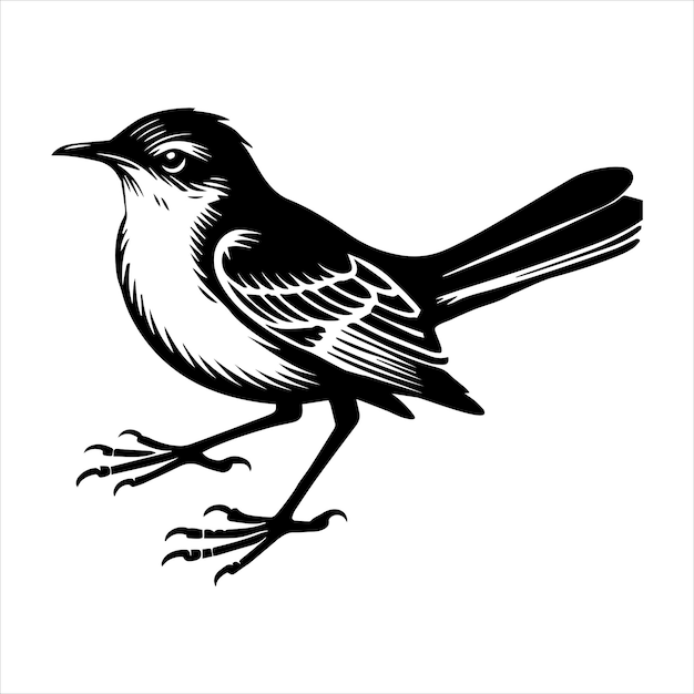 Vector northern mockingbird silhouette design mockingbird bird vector illustration in black and white