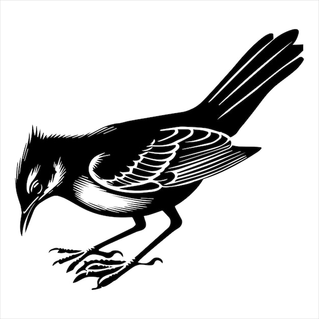 Vector northern mockingbird silhouette design mockingbird bird vector illustration in black and white