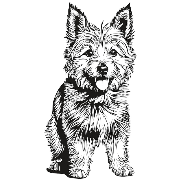 Norwich Terrier dog breed line drawing clip art animal hand drawing vector black and white realistic pet silhouette