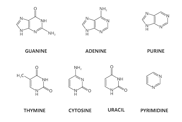 Vector nucleic acids nitrogenous bases molecule formulas