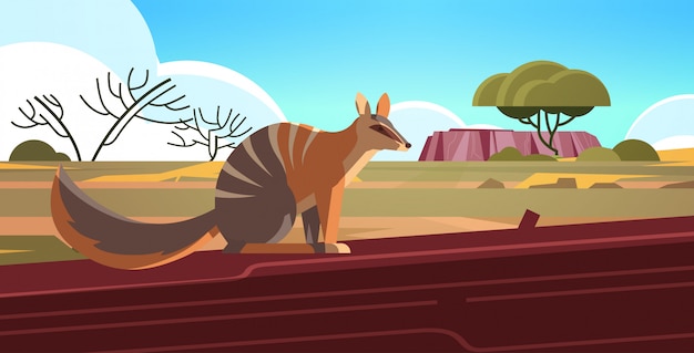 numbat enjoying the sun in australia desert australian wild animal wildlife fauna concept landscape  horizontal