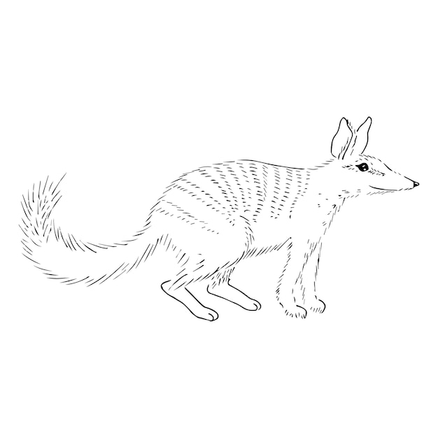 Numbat sketch illustration with cute cartoon style