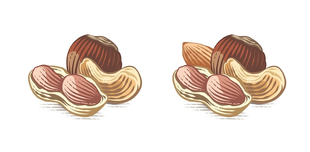 Nut set logo Hand drawing sketch engraving watercolor illustration style