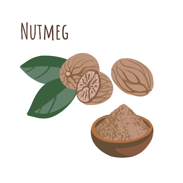 Nutmeg seasoning spice for cooking. Vector illustration