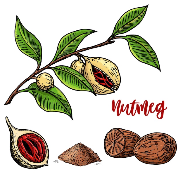 Nutmeg spice sketch set Ground seasoning nut Condiment engraved color illustration Dried seeds fresh