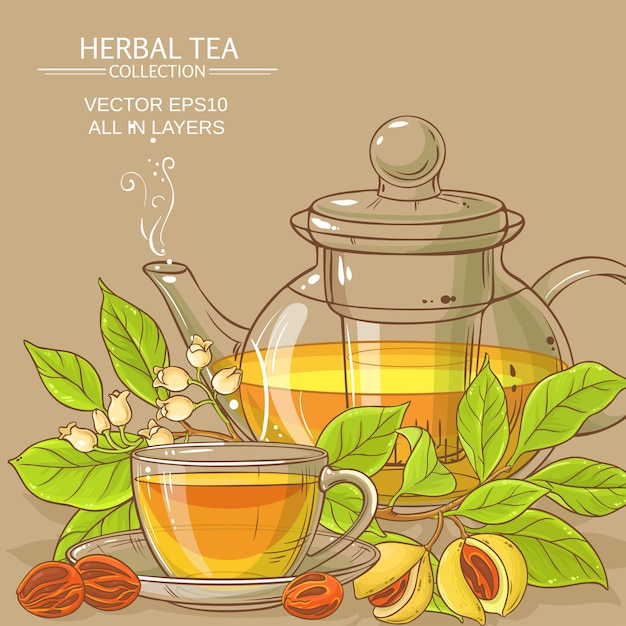 Nutmeg tea illustration