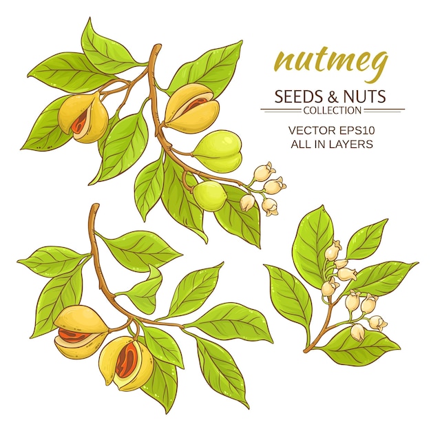 Nutmeg vector set