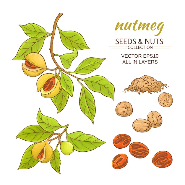 Nutmeg vector set