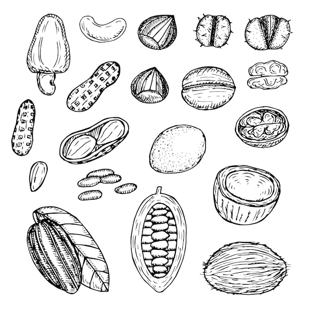 Nuts set vector illustration hand drawing sketch