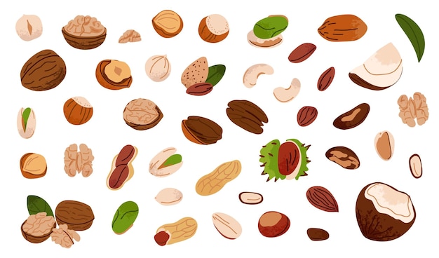 Nuts set Walnuts hazelnuts and coconut Healthy vegan snack pistachios chestnuts and almond cashews and peanuts Different superfood Natural food vector cartoon flat isolated illustration