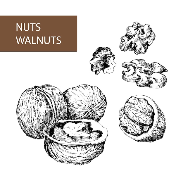 Nuts. Walnuts.