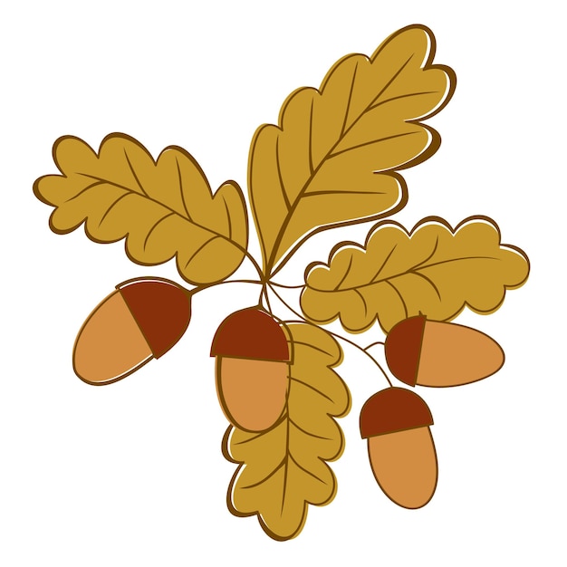 Oak branch with acorns. Vector illustration isolated on white background. Autumnal concept.