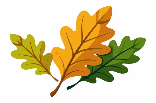 Oak leaves vector on white background