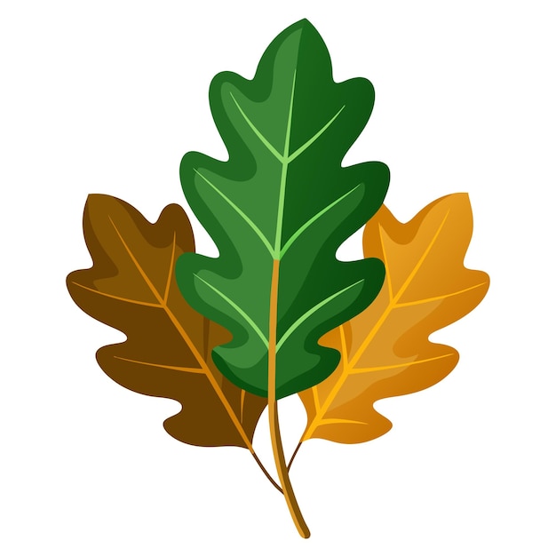 oak leaves vector on white background