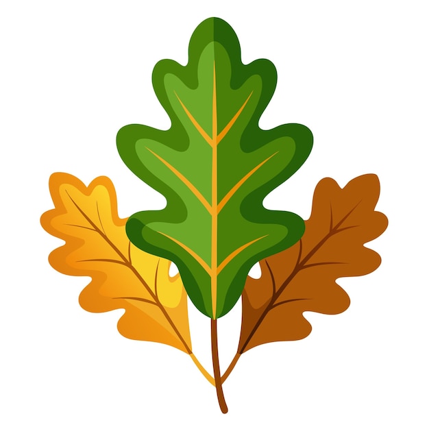 oak leaves vector on white background